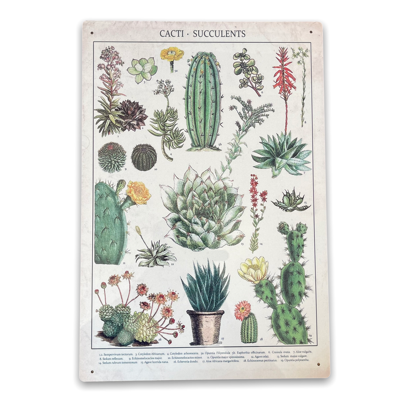 Vintage Metal Sign - Retro Cacti & Succulents Identification Picture