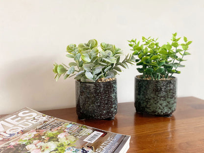 Set Of Two Succulent In Glazed Pots