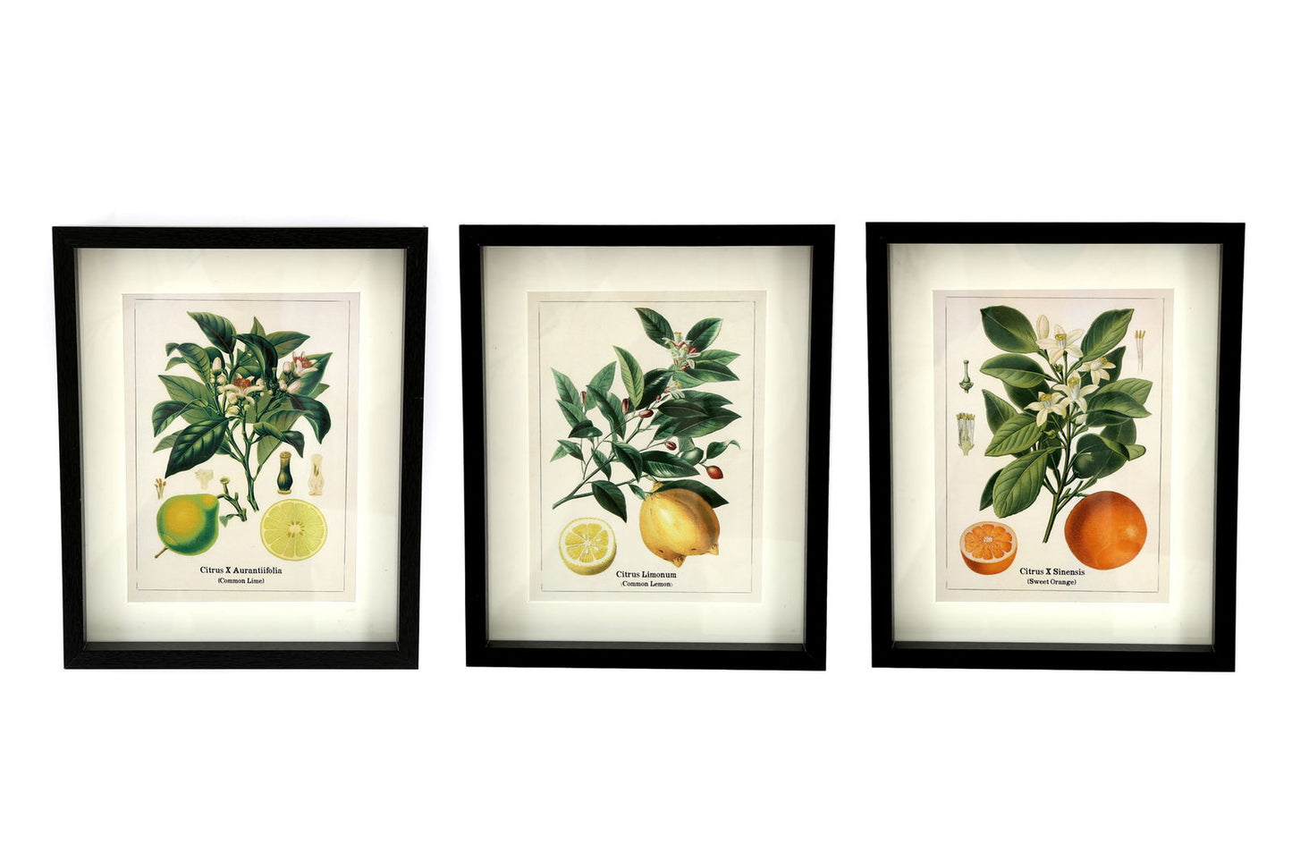 Set of Three Citrus Picture Frames